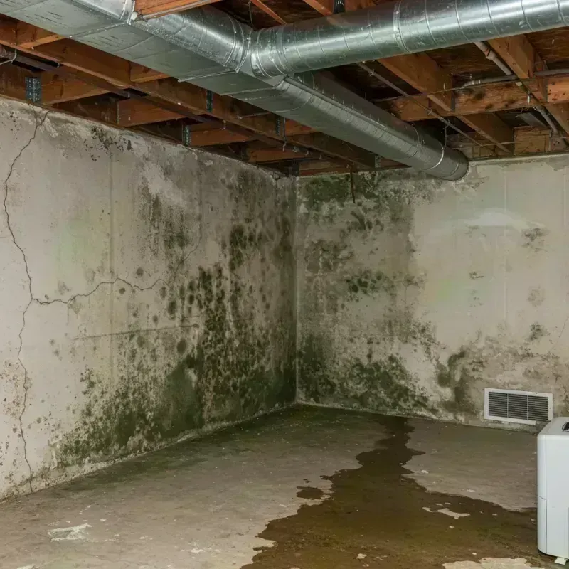 Professional Mold Removal in Paulsboro, NJ